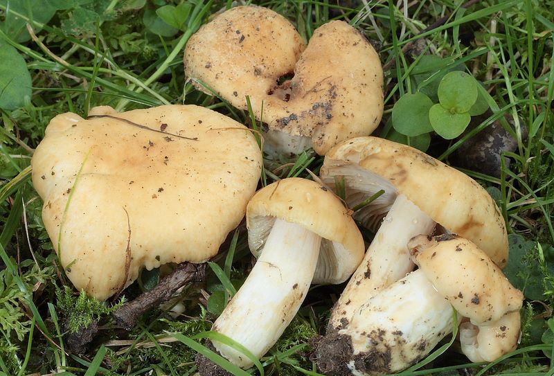 Russula farinipes